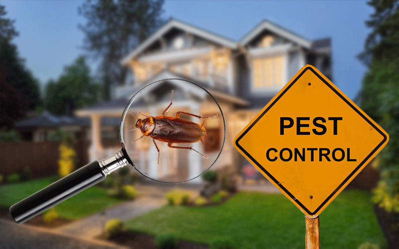 pest control service in Calgary
